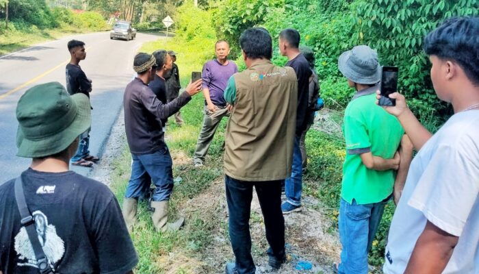 Temuan Bangkai Satwa Liar di Kelurahan Girsang: BKSDA dan Camat Tegaskan Bukan Harimau Sumatra, Melainkan Macan Akar