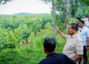 Lihat Potensi 800 Ribu Bibit Aren, Bupati Baharuddin Siapkan Pengembangan Komoditas Aren di Batu Bara