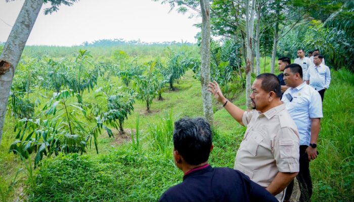 Lihat Potensi 800 Ribu Bibit Aren, Bupati Baharuddin Siapkan Pengembangan Komoditas Aren di Batu Bara